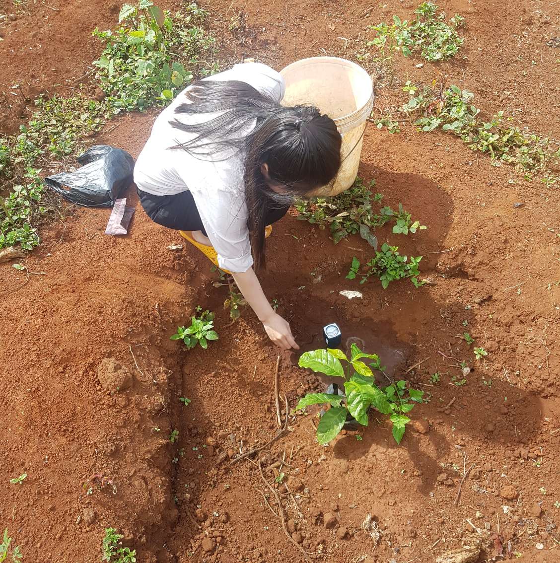 Nhân viên Đông Nam Dược cùng nông dân đi kiểm tra đất trồng cây dược liệu